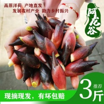 高原洋荷（洋霍阳荷洋荷姜）现摘现发（包邮）