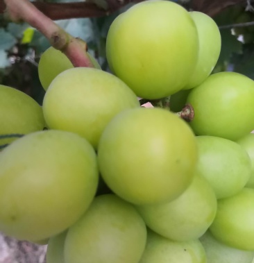 [葡萄批发]旭日玫瑰葡萄价格17.00元/斤 - 一亩田