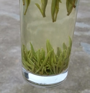 湖北省十堰市竹溪县汇湾镇梅子贡茶绿茶