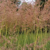 荒地