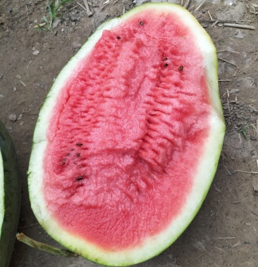 [冠龙西瓜批发]精品九龙宝价格5.00元/斤 - 一亩田