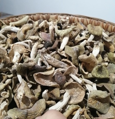 [梨菇批发]河南梨菇价格110.00元/公斤 - 一亩田