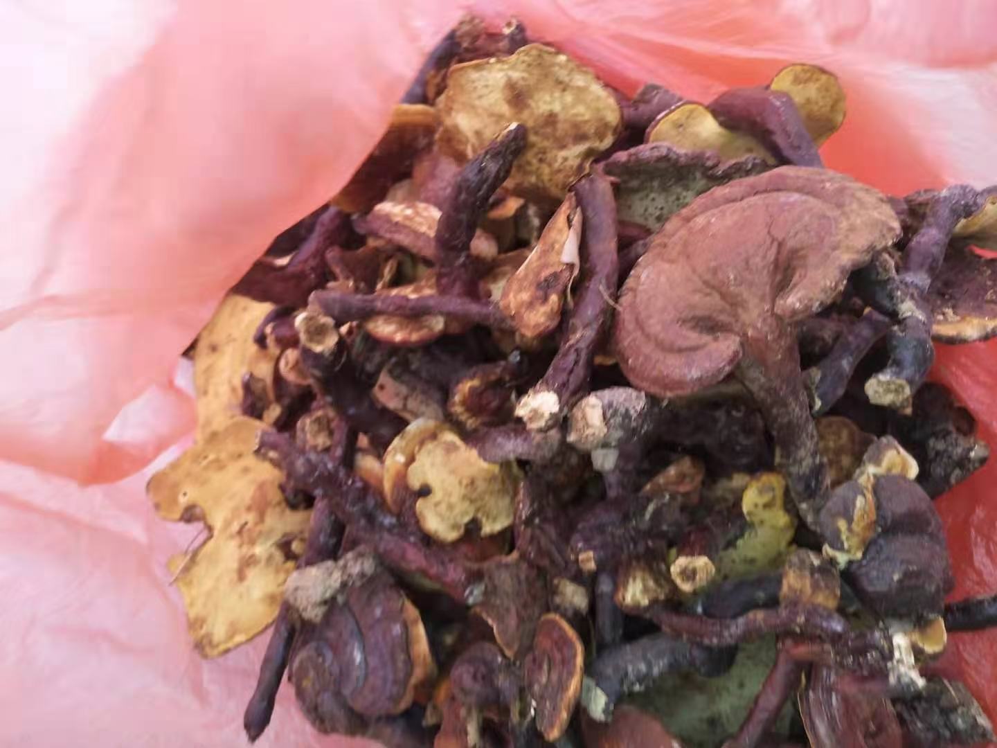 灵芝软胶囊产品图