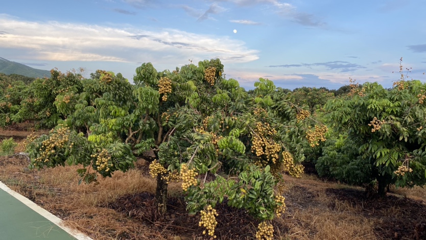 丰收季节的石硖龙眼采收现场