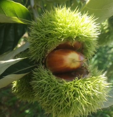 [栗子批发]板栗,尖果价格5.00元/斤 - 一亩田