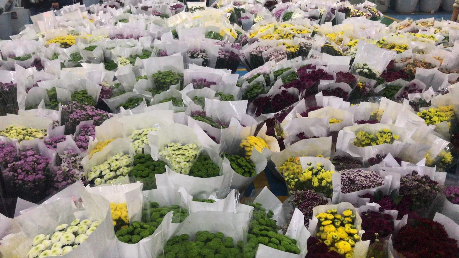 红色雏菊产品多元化展示