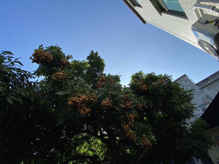 储良龙眼果园全景