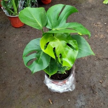 龟背竹室内绿植盆栽观叶植物水养花卉植物盆栽