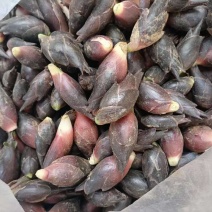 贵州安顺特色洋荷，无公害农产品，新鲜美味，现摘现发可面议