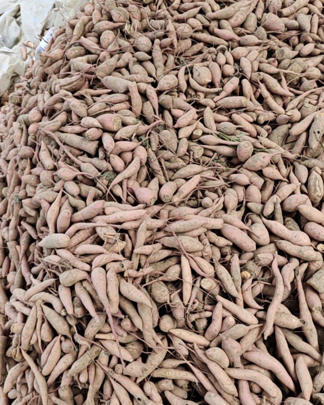 河北保定雄县红薯、饼粕类原料河北薯硕红薯代办种植基地_地址_产地货源