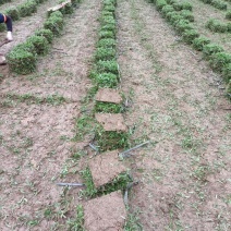 大叶油草皮，马尼拉草皮，场地直售，品质优良