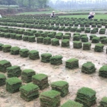马尼拉草皮，台湾草，场地直售，品质优良