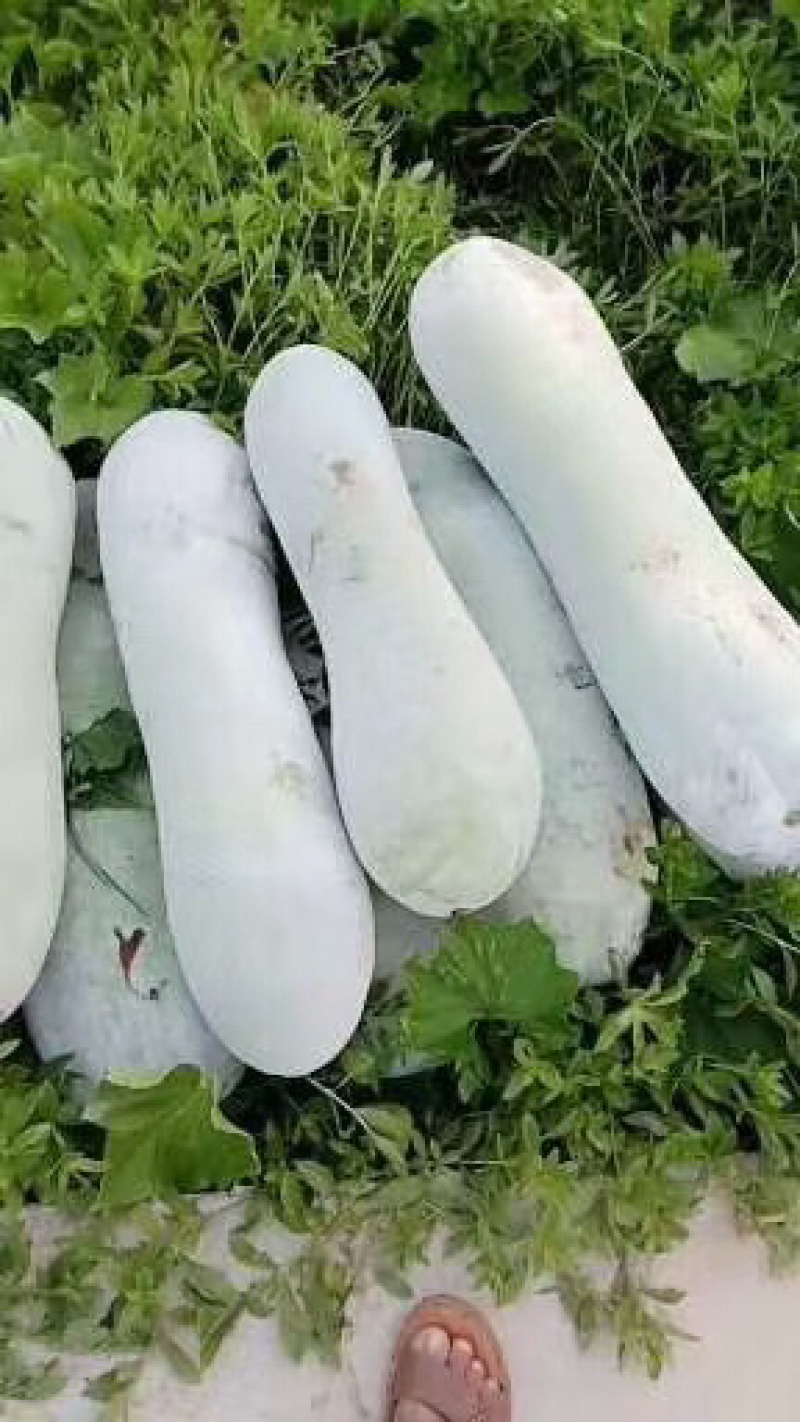 精品长白条,产地直销,大量上市中,欢迎新老客户,货发全国