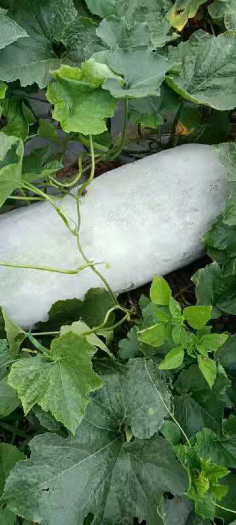 精品长白条,产地直销,大量上市中,欢迎新老客户,货发全国