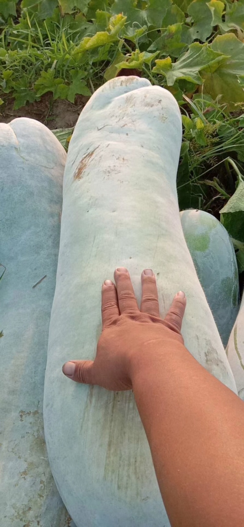 精品长白条,产地直销,大量上市中,欢迎新老客户,货发全国