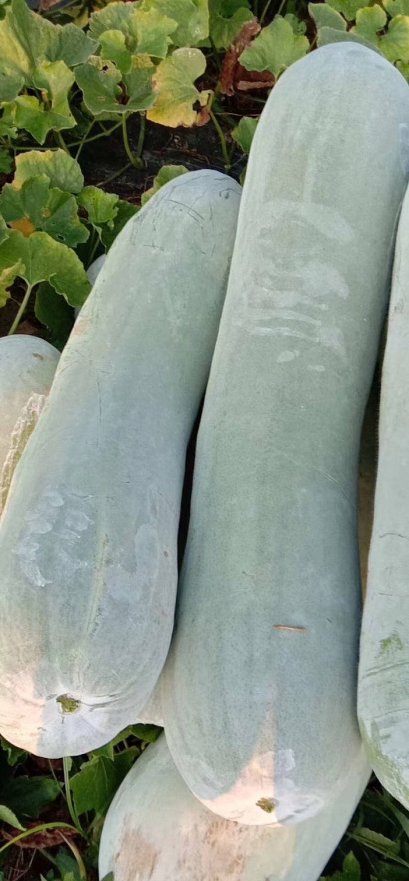 精品长白条,产地直销,大量上市中,欢迎新老客户,货发全国