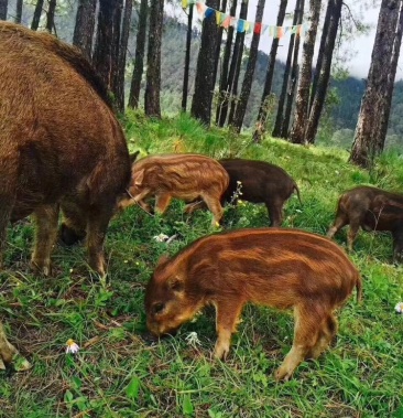 云南丽江绿色生态放养自繁自育小优质野猪苗