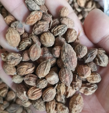 益智仁正品干货干净无杂质调味料