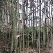麻竹