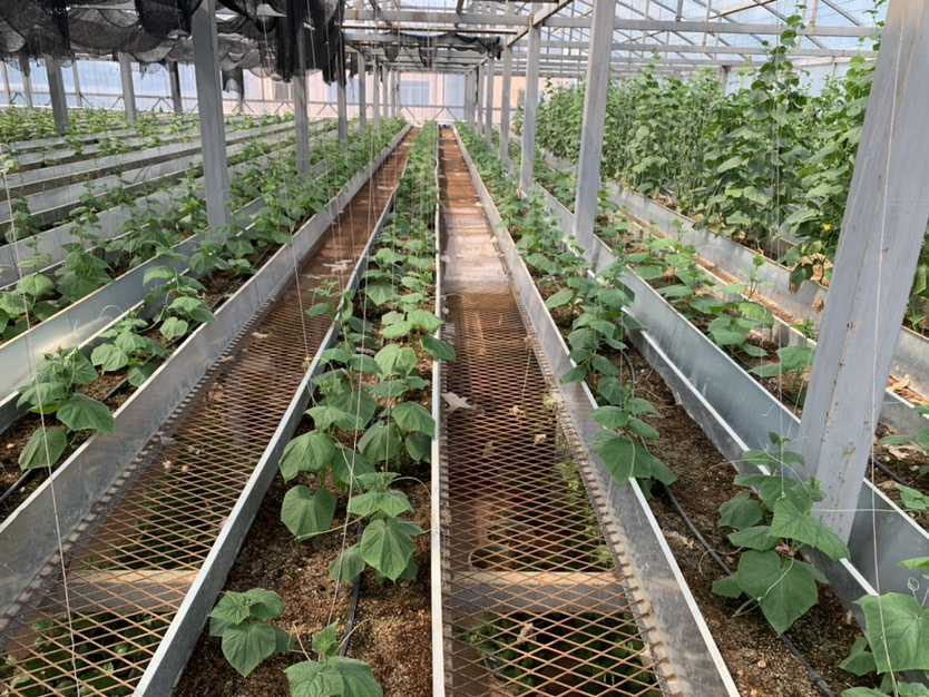 冬季日光温室内小黄瓜吊蔓栽培场景