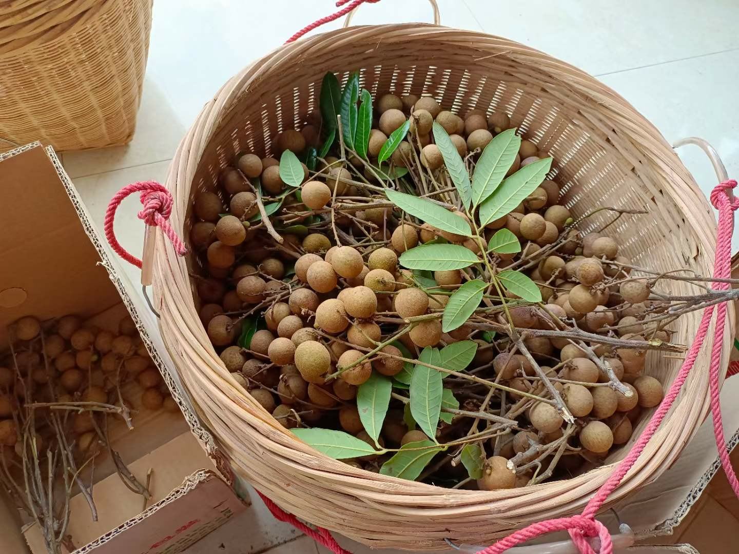 多位市民在广东高州某生态果园中亲手采摘储良龙眼,手持竹篮收集新鲜果实,脸上洋溢笑容,体现从田间到餐桌的新鲜体验,突出‘现摘现发’理念 消费者在果园现场采摘储良龙眼场景