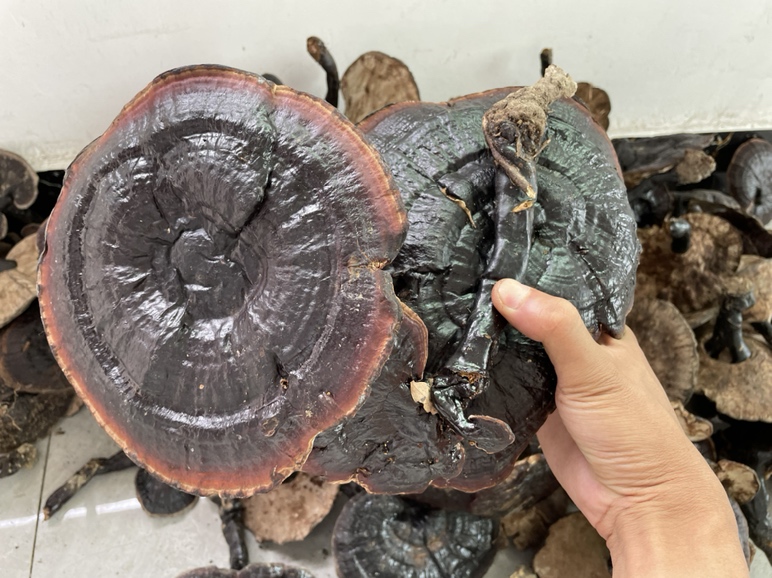 黑灵芝打粉对比实验图：左侧为优质破壁黑灵芝粉（深褐匀细，入水即沉并缓慢扩散成胶状悬浊液），右侧为劣质掺假粉（浅棕带灰白颗粒，入水漂浮结块，底部析出不明沉淀）