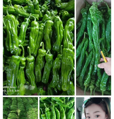 鲜辣椒 【新优】薄皮椒 芜湖椒 产地直供 电商专供