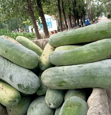 白冬瓜条直30斤起