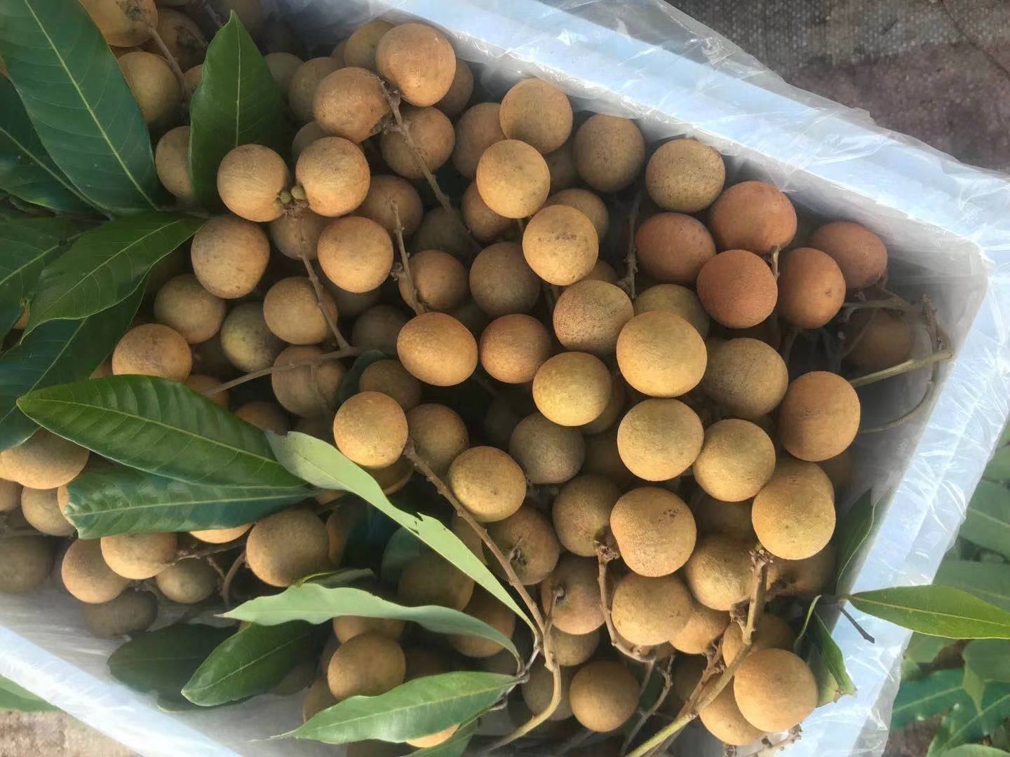 新鲜采摘的储良龙眼特写