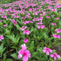 长春花盆栽天天开带花苞观花植物五叶梅庭院客厅盆栽花卉