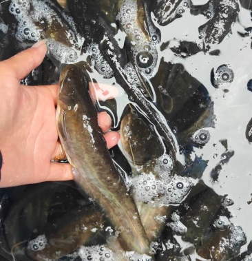 仔鲶 仔鲶 识货的老板赶紧找我下单了