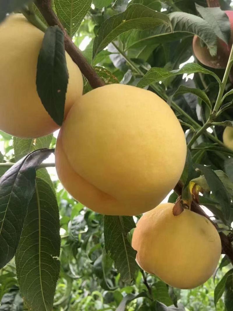 安徽黄金密3号黄金蜜桃,口感脆甜,甜度高,产地直发,信誉保证