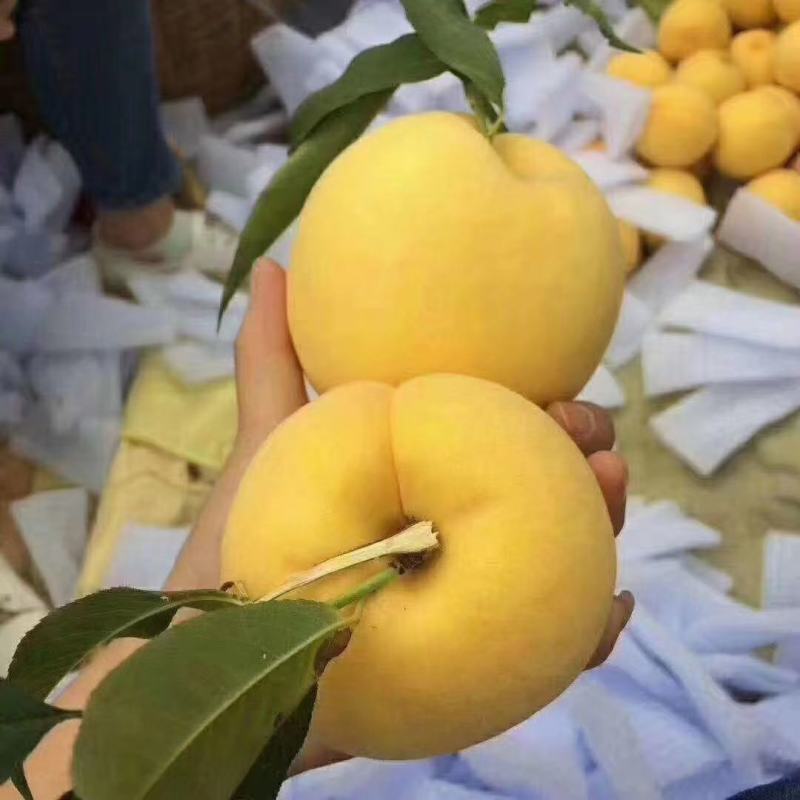 安徽黄金密3号黄金蜜桃,口感脆甜,甜度高,产地直发,信誉保证