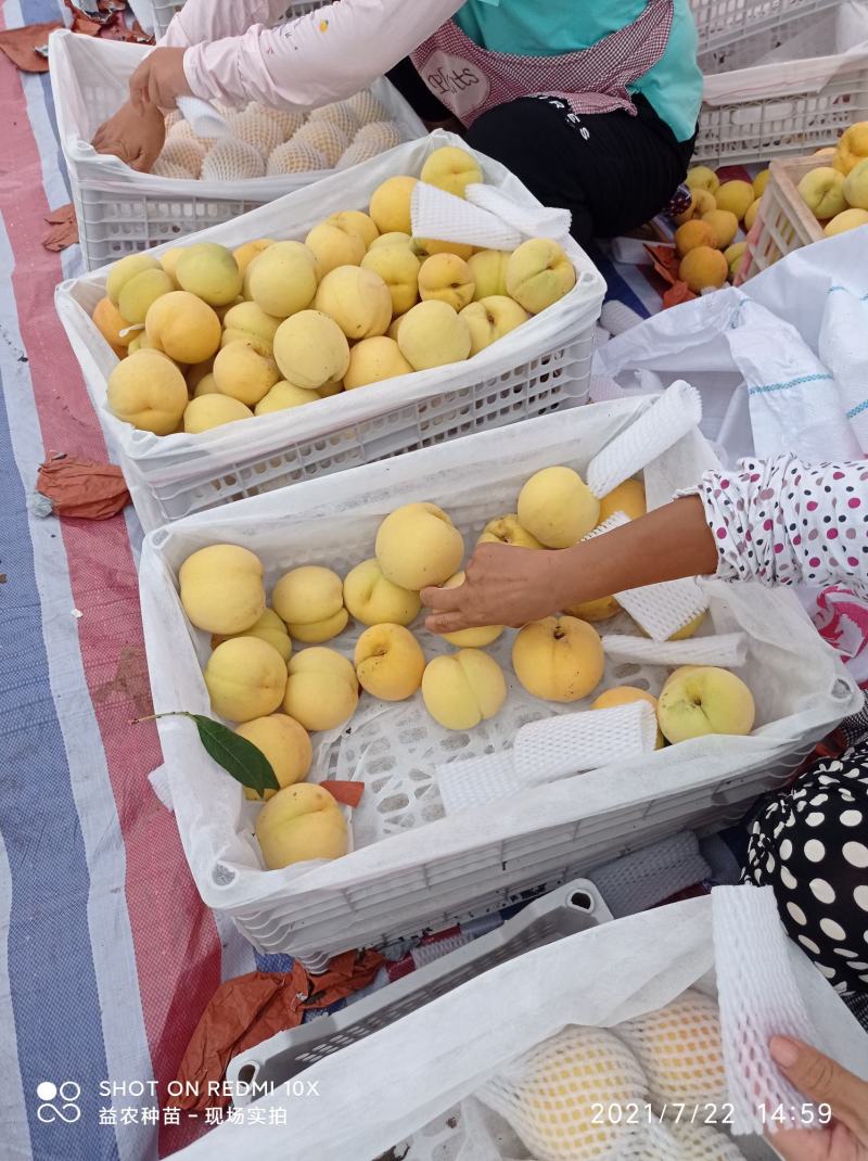 安徽黄金密3号黄金蜜桃,口感脆甜,甜度高,产地直发,信誉保证