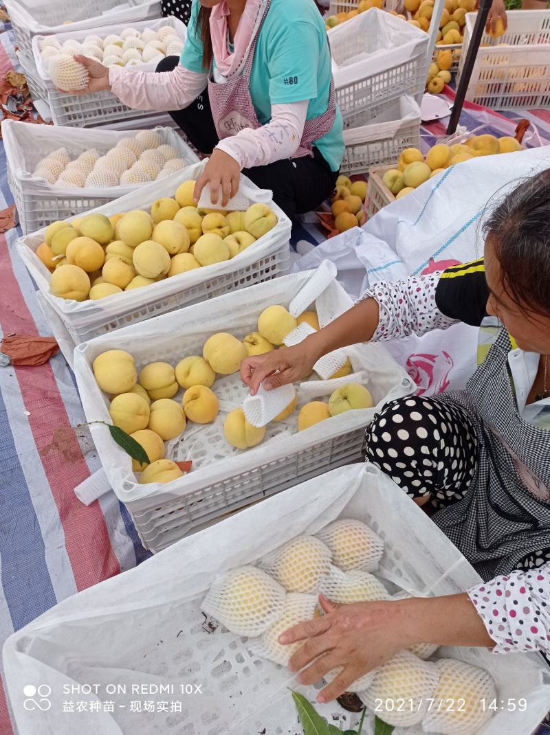 安徽黄金密3号黄金蜜桃,口感脆甜,甜度高,产地直发,信誉保证