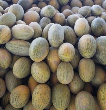 新疆哈密瓜伽师瓜八六王现货