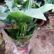 大叶金钻盆栽绿植好养植物家庭办公室内花卉绿色植物盆栽