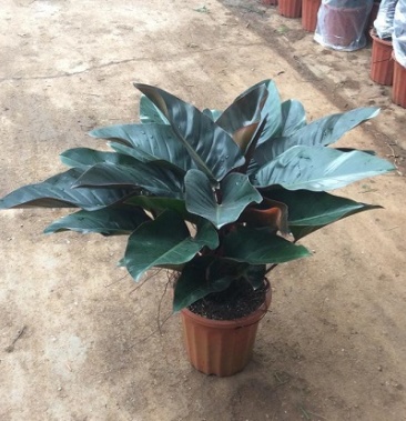 大叶红钻盆栽绿植绿公主四季常青吸甲醛春羽滴水观音鹤望兰