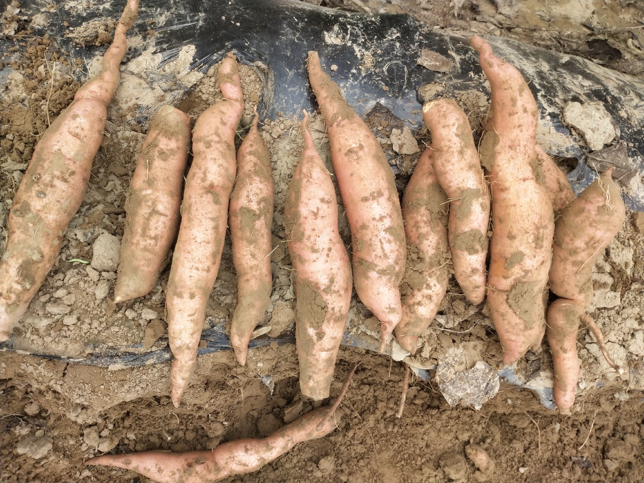 龙薯丰收田间景象