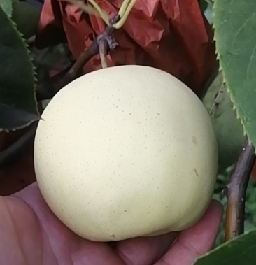 [梨批发]雪清梨大量成熟价格0.70元/斤 - 一亩田