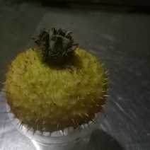 刺梨鲜果，干果，果葡，刺梨汁等系列产品