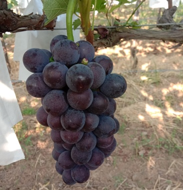 户县兴华王甜葡萄,颗粒大,无裂果,颜色正,价格合适!