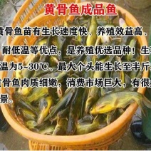 优质淡水黄颡鱼苗黄骨鱼苗黄丫头鱼苗鱼场直供保证品质