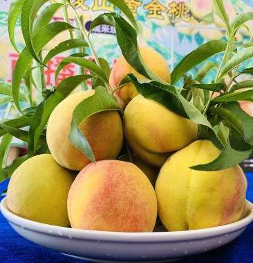 [黄桃批发]铜仁石阡武陵山黄金桃价格59.80元/件 - 一亩田