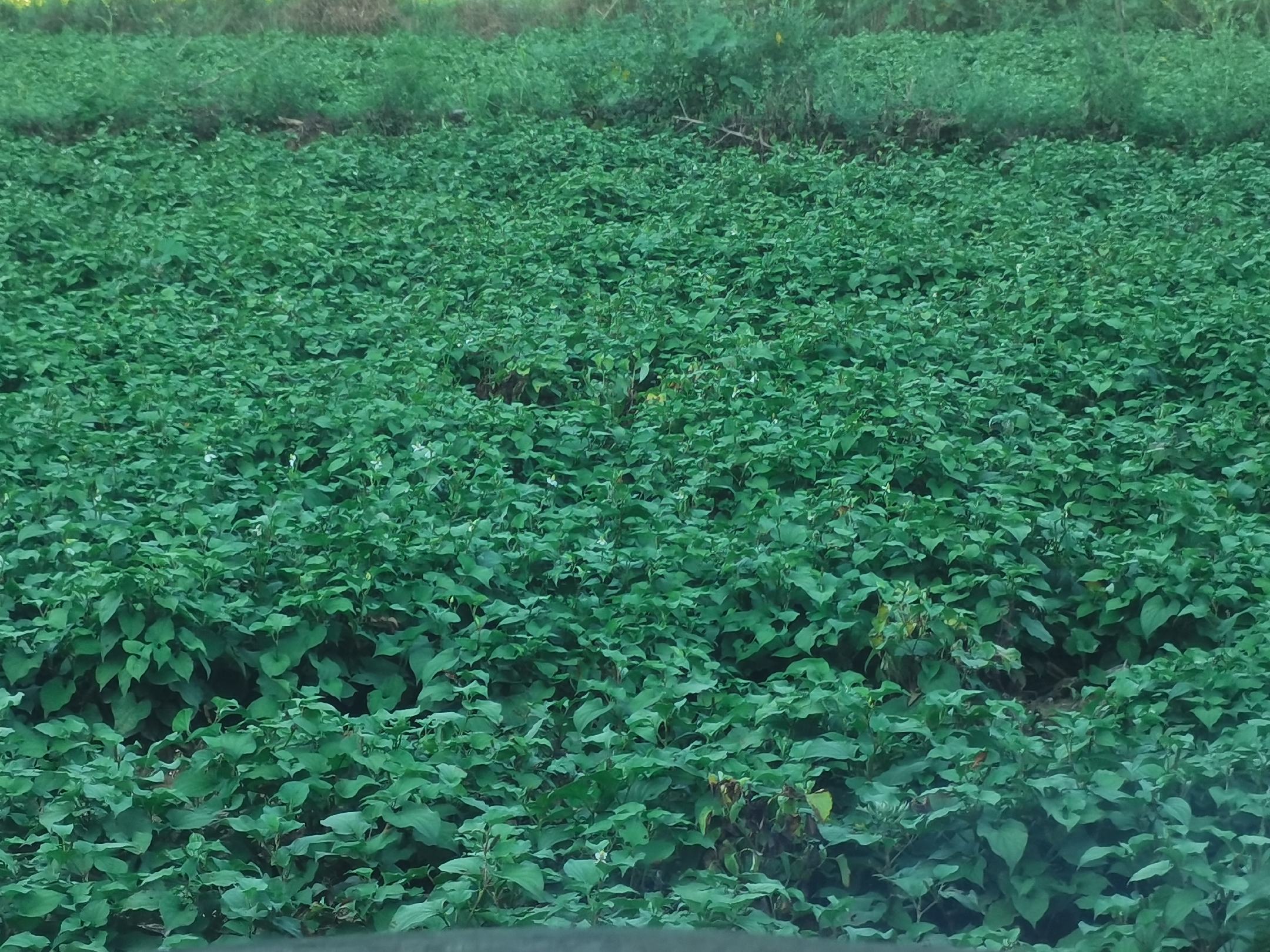 鱼腥草田间生长实景