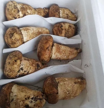 新鲜的杉木松茸(全国包邮)