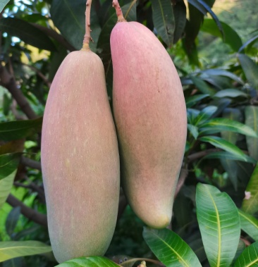 [芒果批发]自家种植红象牙芒果价格3.50元/斤 - 一亩田