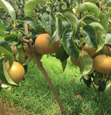 圆黄梨,没套袋,六两以上