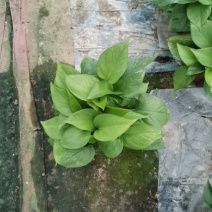 110绿萝