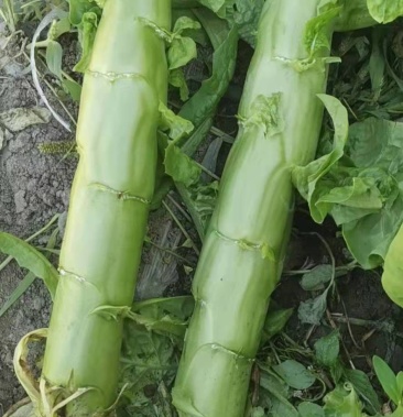 本地新鲜三青莴笋大量上市有需要的老板